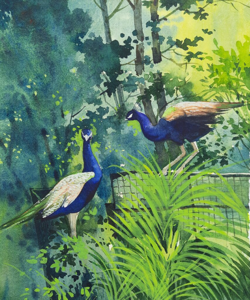 tito-peacock