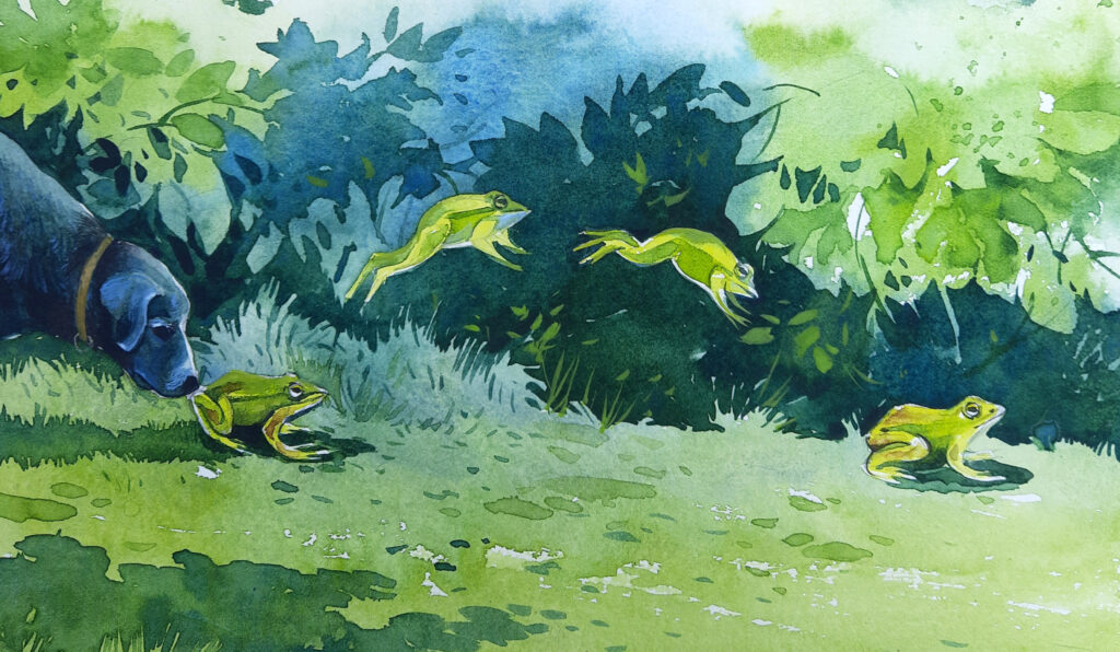 tito-frogs